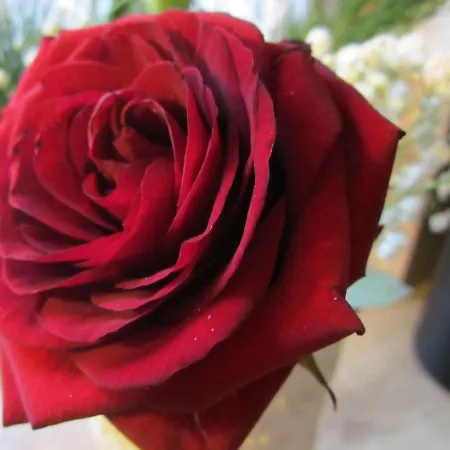 Boardinghouse Апарт-отель Wittenberg