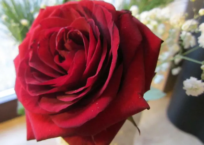 Boardinghouse Hotel apartamentowy Wittenberg